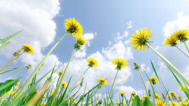 Emésztési problémák? A pitypang egy kiváló megoldás lehet!